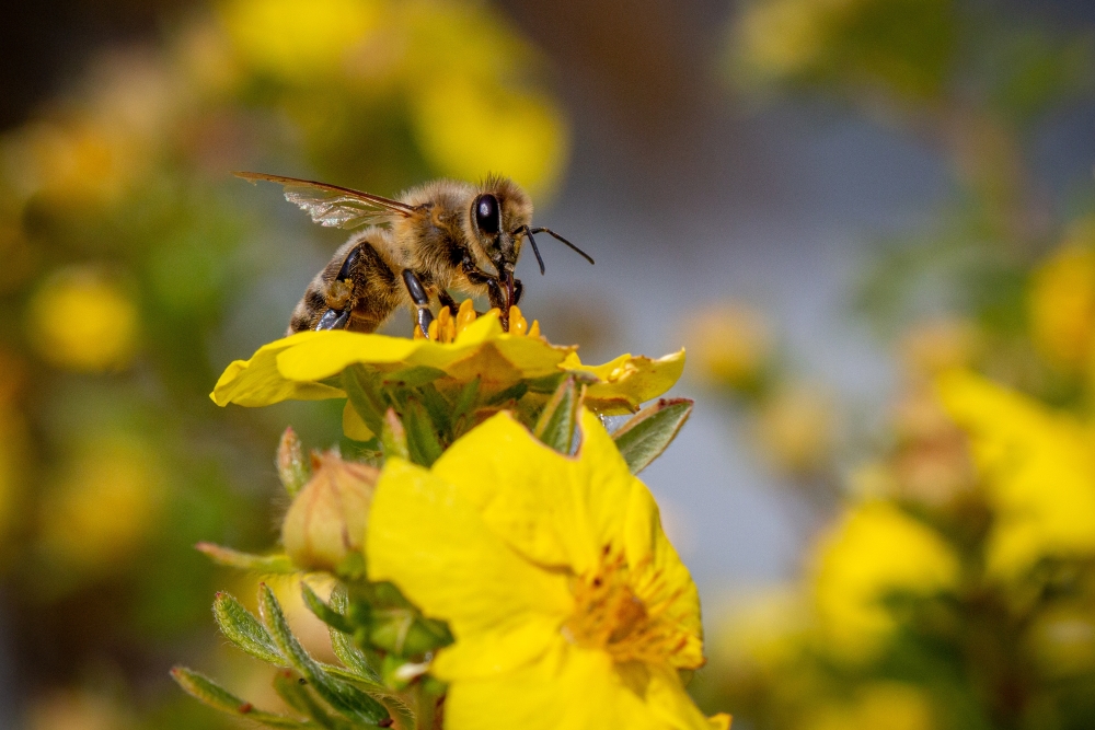 Entdecke die Vielfalt der Wildbienen