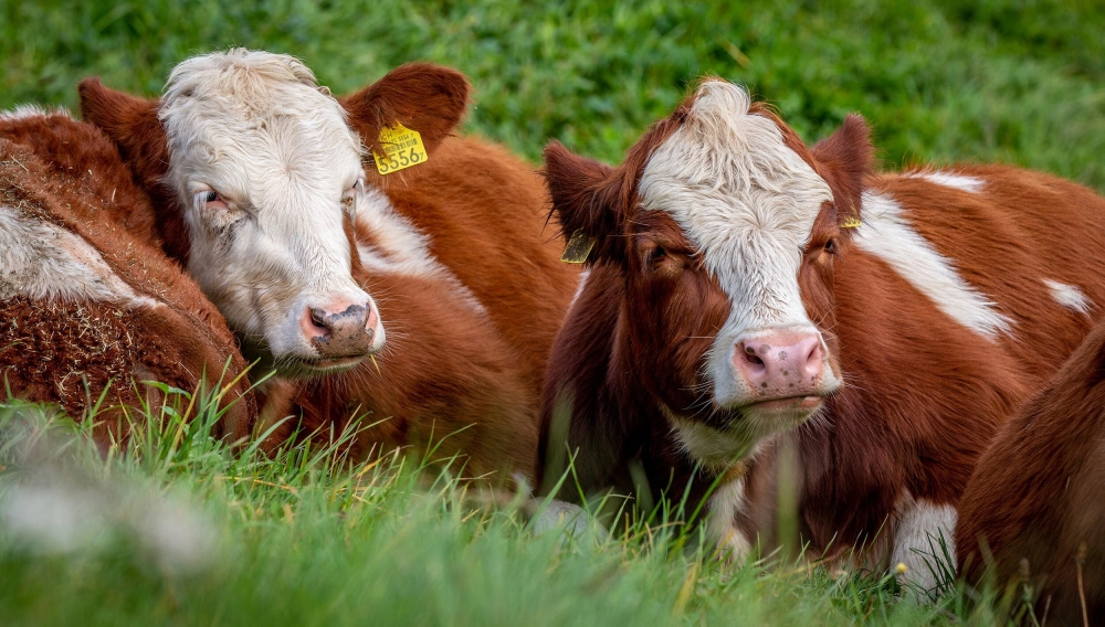 Biohof – Verantwortung für Natur, Mensch und Tier